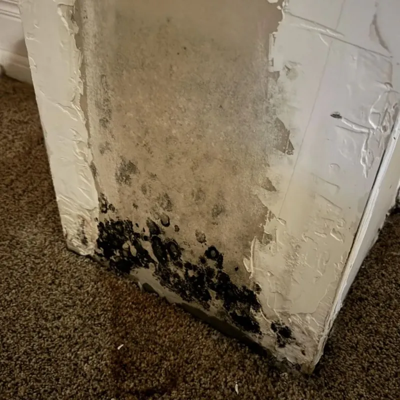 Professional Mold Removal in Rapids, NY